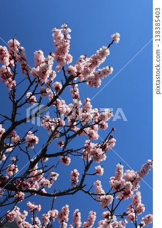 Apricot flowers in full bloom Apricot flowers in full bloom 138385403