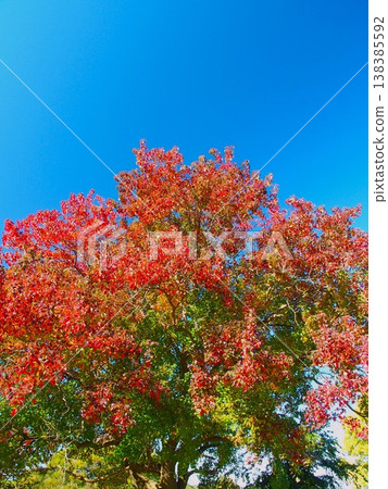 Chinese tallow trees with their autumn foliage along the Edogawa River in early winter. Chinese tallow trees with their autumn foliage along the Edogawa River in early winter. 138385592