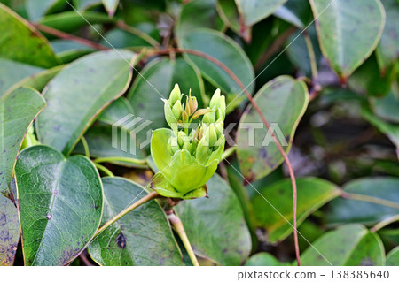 六葉石竹（Stauntonia hexaphylla）的新芽（春季，三月） 138385640