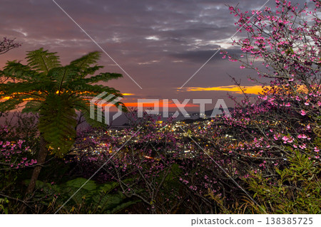 沖繩縣名護市名護城公園的櫻花園中早開的琉球冬櫻花與名護灣的夕陽與城市夜景 沖繩縣名護市名護城公園的櫻花園中早開的琉球冬櫻花與名護灣的夕陽與城市夜景 138385725