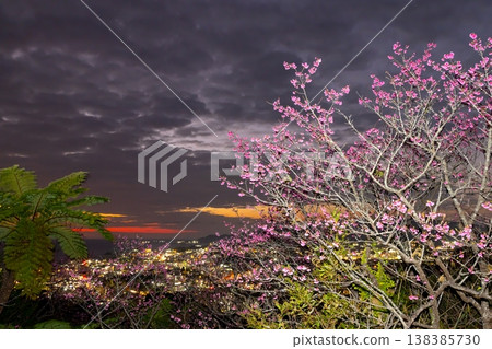 沖繩縣名護市名護城公園的櫻花園中早開的琉球冬櫻花與名護灣的夕陽與城市夜景 138385730