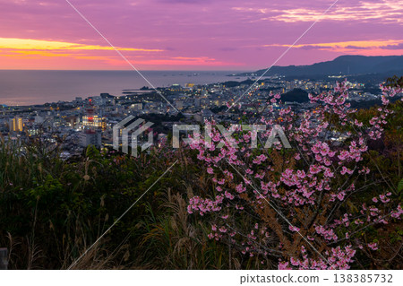 Early-blooming Ryukyu winter cherry blossoms at Sakura Garden in Nago Castle Park, Nago City, Okinawa Prefecture, and the sunset over Nago Bay over the city night view Early-blooming Ryukyu winter cherry blossoms at Sakura Garden in Nago Castle Park, Nago City, Okinawa Prefecture, and the sunset over Nago Bay over the city night view 138385732