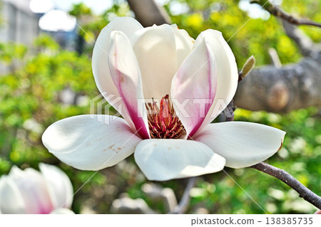 White magnolia flowers (spring, March) White magnolia flowers (spring, March) 138385735