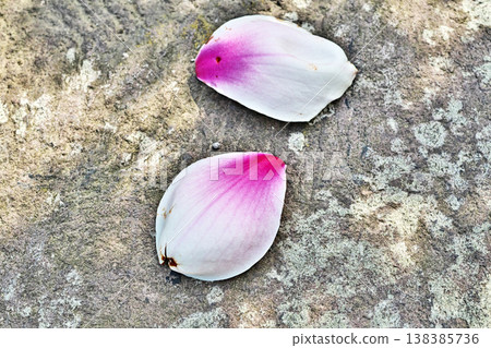 White magnolia petals that have fallen and scattered (Spring, March) White magnolia petals that have fallen and scattered (Spring, March) 138385736