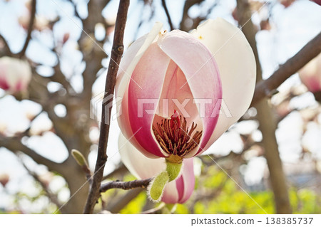 White magnolia flowers (spring, March) White magnolia flowers (spring, March) 138385737