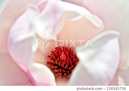 White magnolia flowers (spring, March) White magnolia flowers (spring, March) 138385738