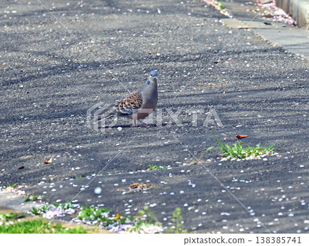 Pigeons walking on the sidewalk in spring 138385741