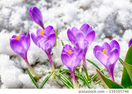 First spring purple crocuses 138385746