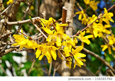 Yellow forsythia flowers (spring, March) 138385760
