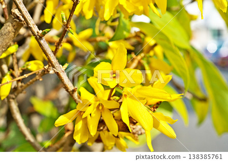 Yellow forsythia flowers (spring, March) Yellow forsythia flowers (spring, March) 138385761