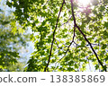 Fresh green maple leaves and sunlight filtering through the trees; the sky and light I looked up at. 138385869