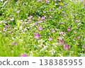Clumps of Chinese milk vetch blooming in a spring field, with small pink and white flowers. 138385955