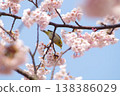 Cherry blossoms and Japanese white-eyes; spring blue sky and branches in full bloom. 138386029