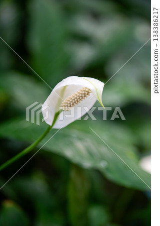 Spathiphyllum blooming in the greenhouse at Odawara Flower Garden 138386217
