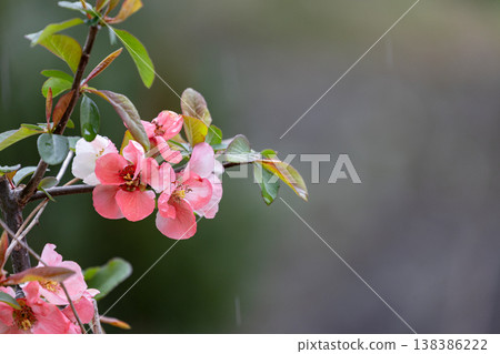 Quince blossoms blooming in the rain 02 Quince blossoms blooming in the rain 02 138386222