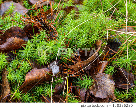 Moss sphagnum close up 138386280