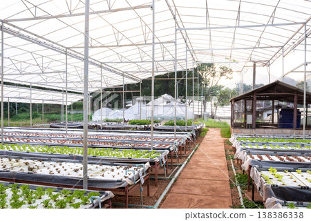 Hydroponic vegetable in plantation nursery of agriculture food industria at Royal Agricultural Station Angkhang in Chiang Mai,Thailand. Hydroponic vegetable in plantation nursery of agriculture food industria at Royal Agricultural Station Angkhang in Chiang Mai,Thailand. 138386338