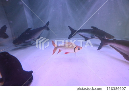 Silver sharks and large tropical fish are a beautiful addition to any aquarium. Silver sharks and large tropical fish are a beautiful addition to any aquarium. 138386607