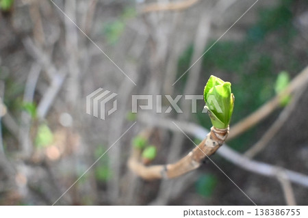 Bright new shoots sprouting at the tips of the branches signal the arrival of spring. Bright new shoots sprouting at the tips of the branches signal the arrival of spring. 138386755