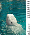 Beluga whale (beluga whale) peeking out of the water | Cute expressions of marine life at the aquarium 138386783