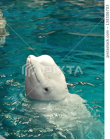 Beluga whale (beluga whale) peeking out of the water | Cute expressions of marine life at the aquarium 138386783