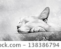 Sleeping Cat in Grayscale Sketch Style 138386794