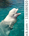 A close-up of a beluga whale peeking out of the water | A beluga whale with a smile-like expression 138386920