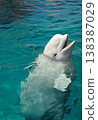 Beluga whale emerges from the water's surface | A sight of a beluga whale at an aquarium 138387029