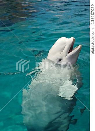 Beluga whale emerges from the water's surface | A sight of a beluga whale at an aquarium 138387029