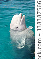 Beluga whales treading water | Marine life at an aquarium with their heads out of the water 138387566