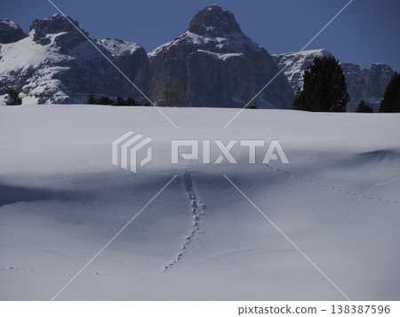 animal tracks on the snow in dolomites mountains animal tracks on the snow in dolomites mountains 138387596