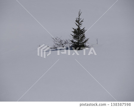 lonely pine tree in mountain covered by snow in armentarola pralongia dolomites mountains 138387598