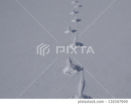 fox animal tracks on the snow in dolomites mountains fox animal tracks on the snow in dolomites mountains 138387600