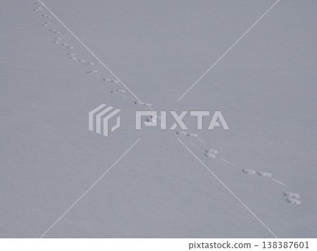 animal tracks on the snow in dolomites mountains animal tracks on the snow in dolomites mountains 138387601