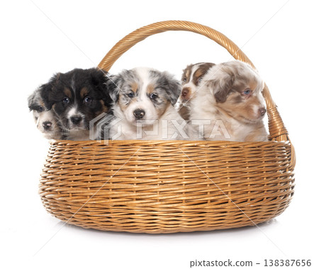 puppies australian shepherd puppies australian shepherd 138387656