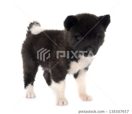 puppy amerikan akita in studio puppy amerikan akita in studio 138387657