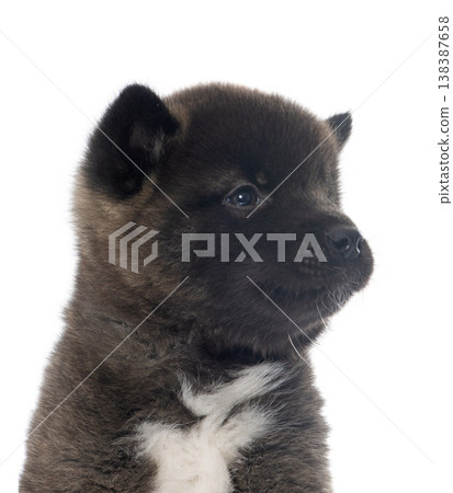 puppy amerikan akita in studio puppy amerikan akita in studio 138387658