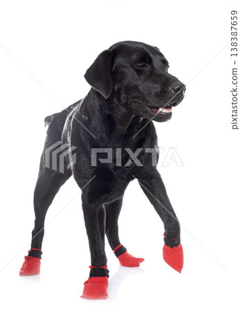 female black labrador retriever and socks female black labrador retriever and socks 138387659