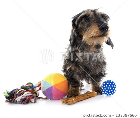 Wire haired dachshunds and toys 138387660