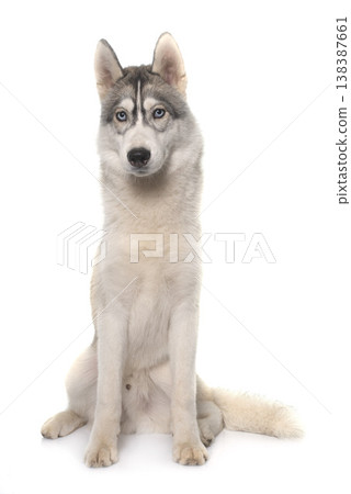 gray siberian husky gray siberian husky 138387661