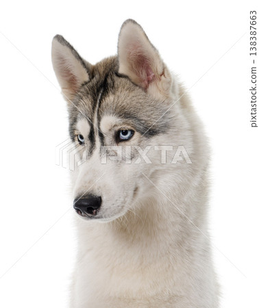 gray siberian husky 138387663