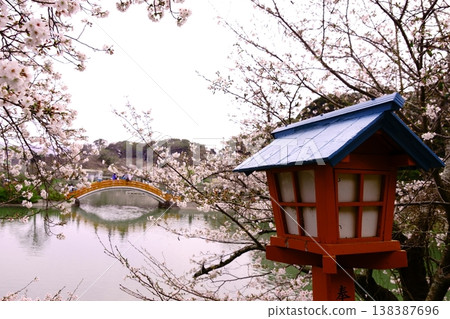 The arched bridge and lanterns are adorned with cherry blossoms. The arched bridge and lanterns are adorned with cherry blossoms. 138387696