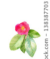 一幅手繪的單朵深紅色山茶花水彩插圖，背景為白色，背景透明，留有空白區域。 138387703