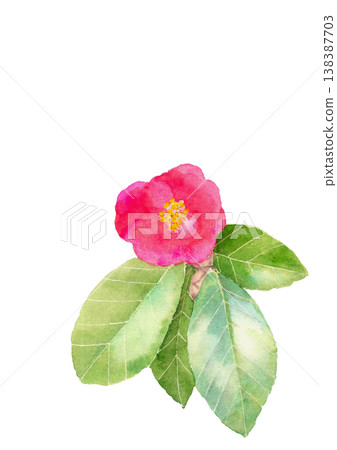 一幅手繪的單朵深紅色山茶花水彩插圖，背景為白色，背景透明，留有空白區域。 138387703