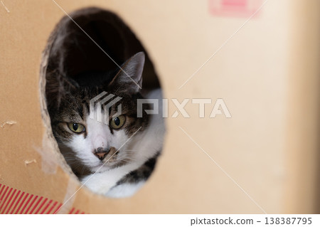 A cat in a cardboard box, brown and white 138387795