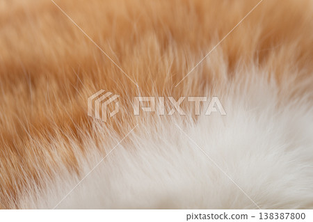 Cute cat fur Cute cat fur 138387800