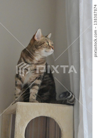 A window scene with a cat A window scene with a cat 138387874