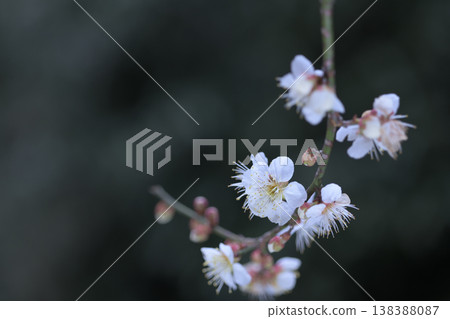 White plum blossoms blooming on drooping branches White plum blossoms blooming on drooping branches 138388087