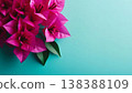 鮮豔的粉紅色三角梅。插圖，留有文字空間，背景為藍綠色。 138388109