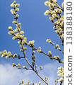 Blooming pussy willow branches with yellow catkins against a blue sky 138388180